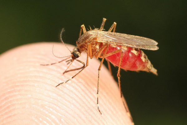 Feeding mosquito with human blood