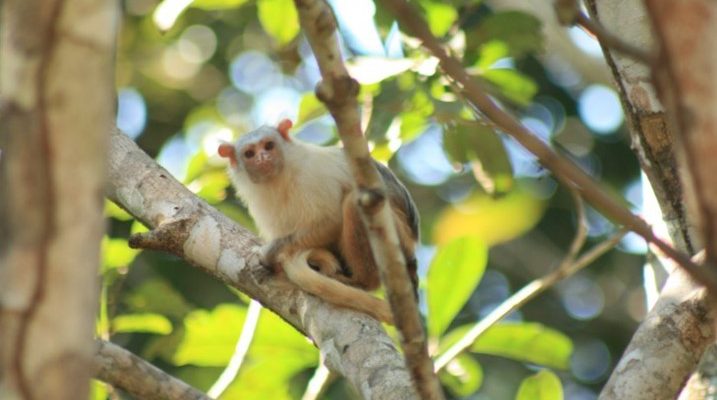 mico-de-aripuana-mico-intermedius
