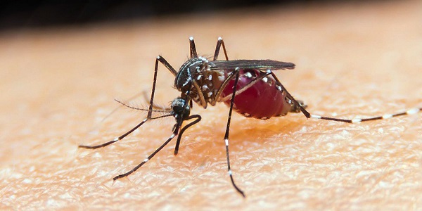 malária, mosquito, Anopheles