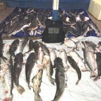 pesca