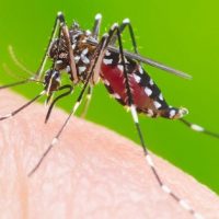 1555007909-dengue-2