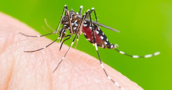 1555007909-dengue-2