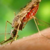 anopheles