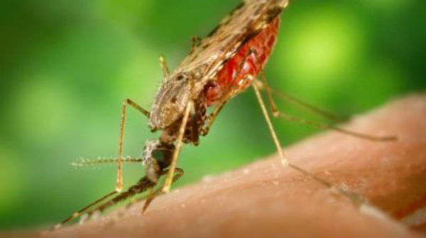 anopheles