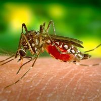 mosquito-aedes-aegypti