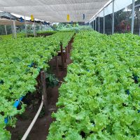 horta