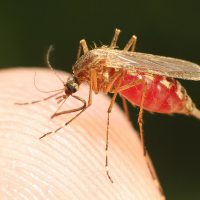 Feeding mosquito with human blood
