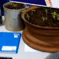 palnta