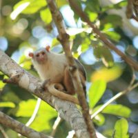 mico-de-aripuana-mico-intermedius