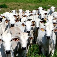 gado-boi-vaca