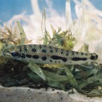 Pesquisadores do LIC investigam duas novas espécies de peixes fluviais - Foto: UEL