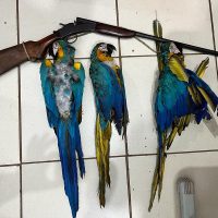 arara-3