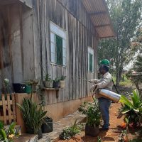 malaria