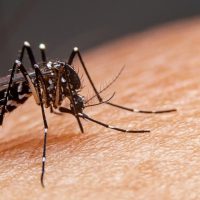 dengue