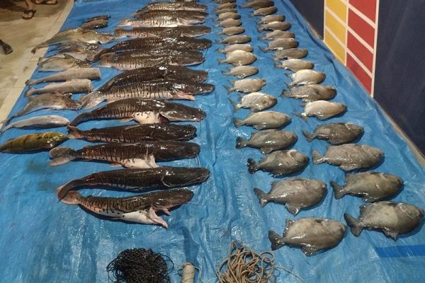 peixes