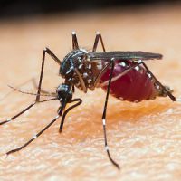 malária, mosquito, Anopheles