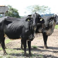 vacas