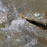 piraputanga-peixe