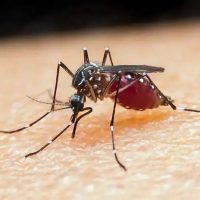 malaria-ufmt-jpg