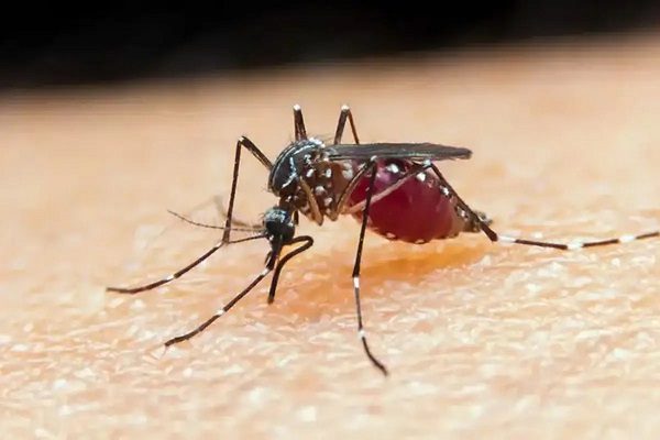 malaria-ufmt-jpg